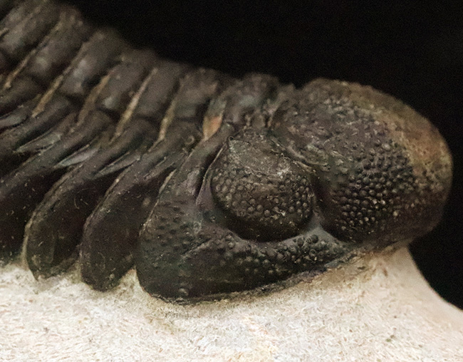 立体的フォルムと精緻な複眼で知られる、デボン紀中期を代表するファコプス類ペディノパリオプス（Pedinopariops）の上質個体（その2）