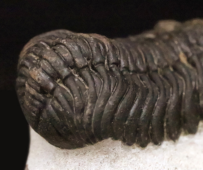 立体的フォルムと精緻な複眼で知られる、デボン紀中期を代表するファコプス類ペディノパリオプス（Pedinopariops）の上質個体（その3）