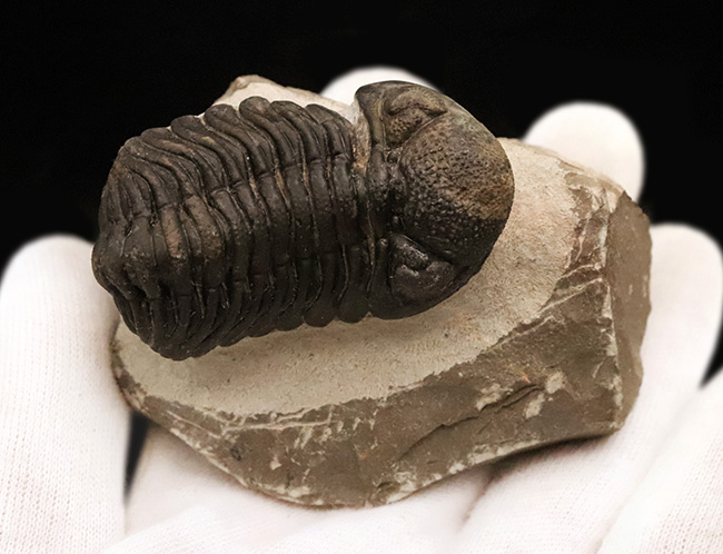 立体的フォルムと精緻な複眼で知られる、デボン紀中期を代表するファコプス類ペディノパリオプス（Pedinopariops）の上質個体（その4）