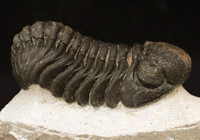 立体的フォルムと精緻な複眼で知られる、デボン紀中期を代表するファコプス類ペディノパリオプス（Pedinopariops）の上質個体（その5）