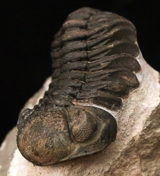 立体的フォルムと精緻な複眼で知られる、デボン紀中期を代表するファコプス類ペディノパリオプス（Pedinopariops）の上質個体（その6）