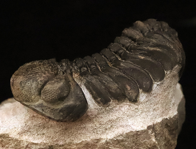 立体的フォルムと精緻な複眼で知られる、デボン紀中期を代表するファコプス類ペディノパリオプス（Pedinopariops）の上質個体（その7）