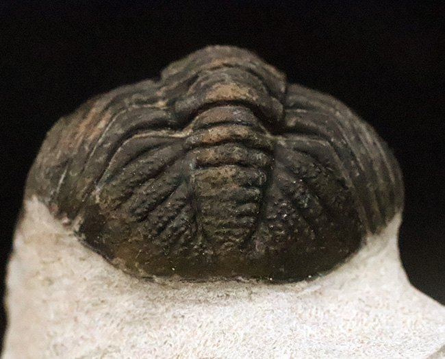 立体的フォルムと精緻な複眼で知られる、デボン紀中期を代表するファコプス類ペディノパリオプス（Pedinopariops）の上質個体（その9）