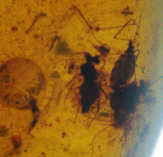 見どころ満載！おびただしい数の内包物を含んだ、赤黒く濃密な色合いのバーマイト（Burmite）（その1）