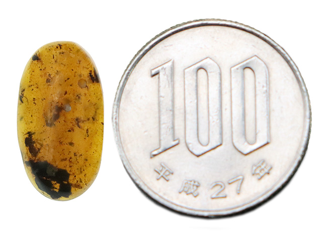 見どころ満載！おびただしい数の内包物を含んだ、赤黒く濃密な色合いのバーマイト（Burmite）（その10）