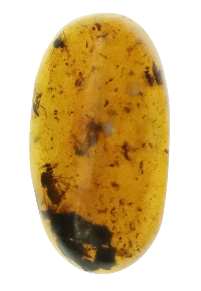 見どころ満載！おびただしい数の内包物を含んだ、赤黒く濃密な色合いのバーマイト（Burmite）（その2）