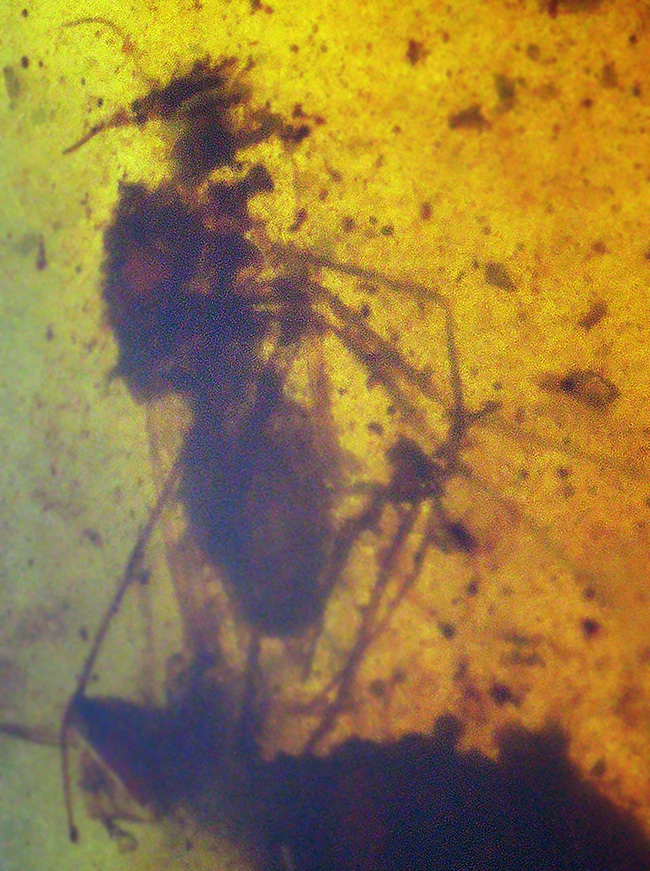 見どころ満載！おびただしい数の内包物を含んだ、赤黒く濃密な色合いのバーマイト（Burmite）（その3）