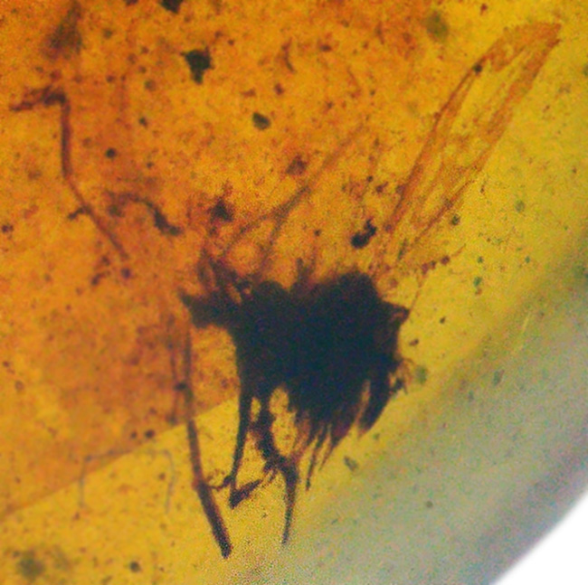 見どころ満載！おびただしい数の内包物を含んだ、赤黒く濃密な色合いのバーマイト（Burmite）（その4）