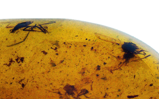 見どころ満載！おびただしい数の内包物を含んだ、赤黒く濃密な色合いのバーマイト（Burmite）（その5）