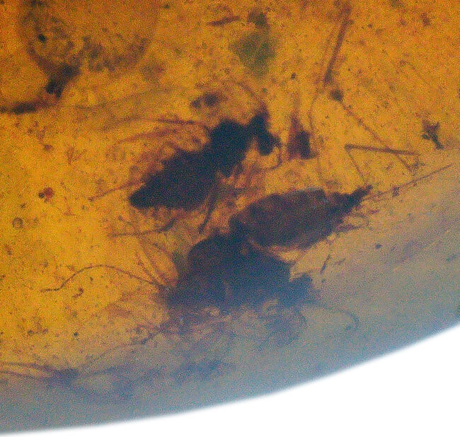 見どころ満載！おびただしい数の内包物を含んだ、赤黒く濃密な色合いのバーマイト（Burmite）（その6）