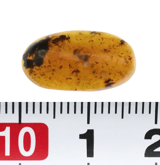 見どころ満載！おびただしい数の内包物を含んだ、赤黒く濃密な色合いのバーマイト（Burmite）（その9）