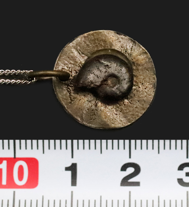 モロッコ産アンモナイト（Ammonite）をあしらった、渋さが際立つペンダントトップ（チェーン付き）（その6）