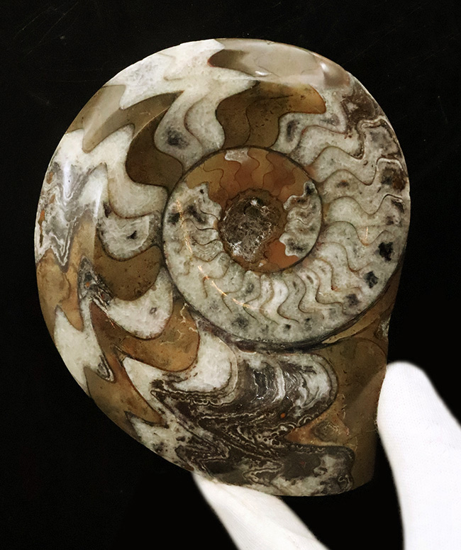 古生代デボン紀の海の主役の一つ、アンモナイトの祖先、ゴニアタイト（Goniatite）の美品（その1）