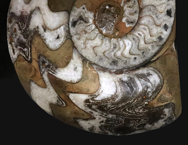 古生代デボン紀の海の主役の一つ、アンモナイトの祖先、ゴニアタイト（Goniatite）の美品（その3）