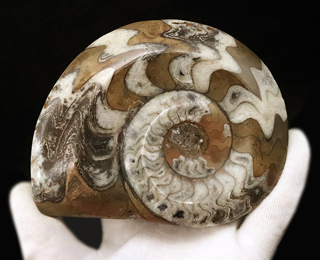 古生代デボン紀の海の主役の一つ、アンモナイトの祖先、ゴニアタイト（Goniatite）の美品（その4）