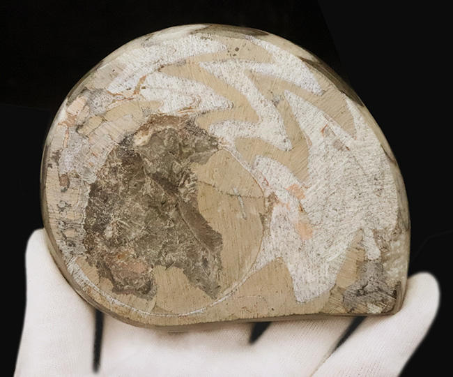 古生代デボン紀の海の主役の一つ、アンモナイトの祖先、ゴニアタイト（Goniatite）の美品（その5）