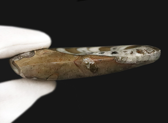 古生代デボン紀の海の主役の一つ、アンモナイトの祖先、ゴニアタイト（Goniatite）の美品（その6）