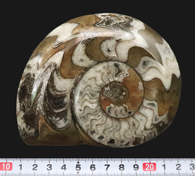 古生代デボン紀の海の主役の一つ、アンモナイトの祖先、ゴニアタイト（Goniatite）の美品（その7）