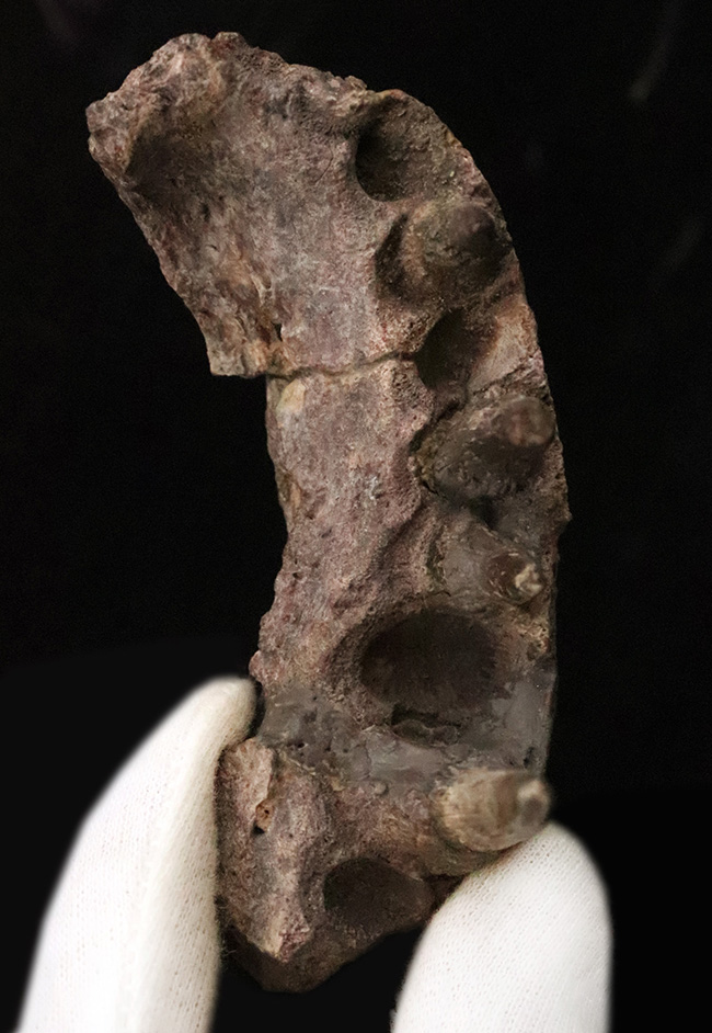 マニアック＆圧倒的希少！古生代ペルム紀の大型陸生両生類エリオプス（Eryops megacephalus）……歯が揃った極上級の顎骨化石（その1）