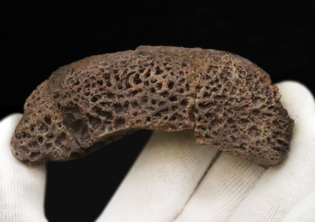 マニアック＆圧倒的希少！古生代ペルム紀の大型陸生両生類エリオプス（Eryops megacephalus）……歯が揃った極上級の顎骨化石（その10）