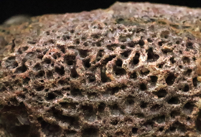 マニアック＆圧倒的希少！古生代ペルム紀の大型陸生両生類エリオプス（Eryops megacephalus）……歯が揃った極上級の顎骨化石（その11）