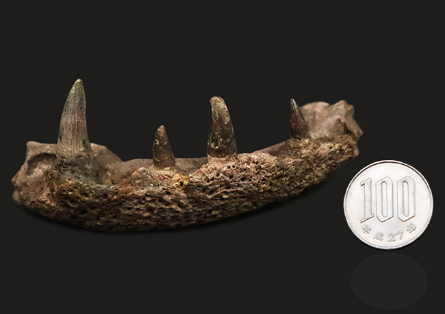 マニアック＆圧倒的希少！古生代ペルム紀の大型陸生両生類エリオプス（Eryops megacephalus）……歯が揃った極上級の顎骨化石（その13）