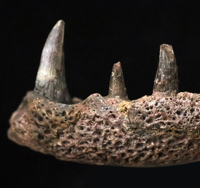 マニアック＆圧倒的希少！古生代ペルム紀の大型陸生両生類エリオプス（Eryops megacephalus）……歯が揃った極上級の顎骨化石（その2）