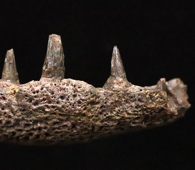 マニアック＆圧倒的希少！古生代ペルム紀の大型陸生両生類エリオプス（Eryops megacephalus）……歯が揃った極上級の顎骨化石（その3）