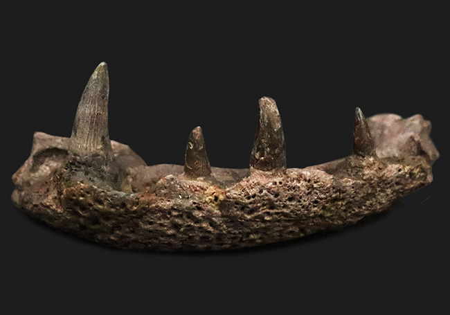 マニアック＆圧倒的希少！古生代ペルム紀の大型陸生両生類エリオプス（Eryops megacephalus）……歯が揃った極上級の顎骨化石（その4）