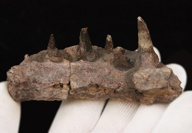 マニアック＆圧倒的希少！古生代ペルム紀の大型陸生両生類エリオプス（Eryops megacephalus）……歯が揃った極上級の顎骨化石（その5）