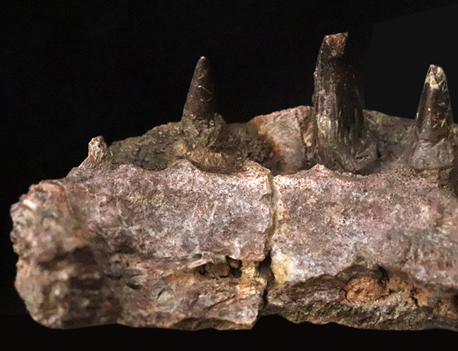 マニアック＆圧倒的希少！古生代ペルム紀の大型陸生両生類エリオプス（Eryops megacephalus）……歯が揃った極上級の顎骨化石（その6）