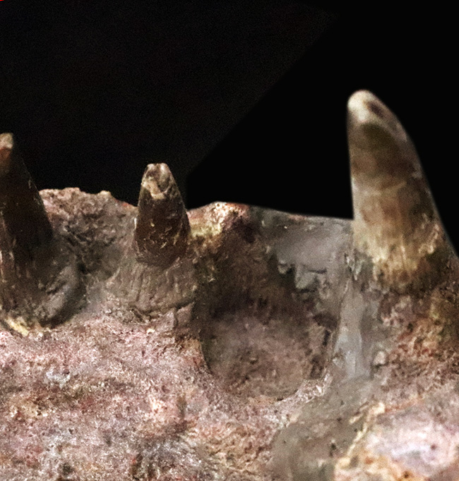 マニアック＆圧倒的希少！古生代ペルム紀の大型陸生両生類エリオプス（Eryops megacephalus）……歯が揃った極上級の顎骨化石（その7）