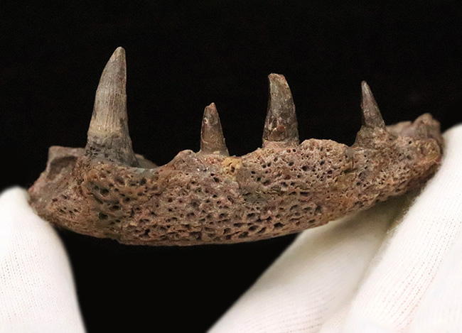 マニアック＆圧倒的希少！古生代ペルム紀の大型陸生両生類エリオプス（Eryops megacephalus）……歯が揃った極上級の顎骨化石（その8）