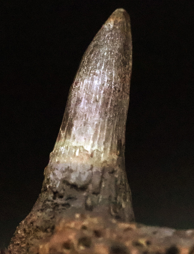 マニアック＆圧倒的希少！古生代ペルム紀の大型陸生両生類エリオプス（Eryops megacephalus）……歯が揃った極上級の顎骨化石（その9）