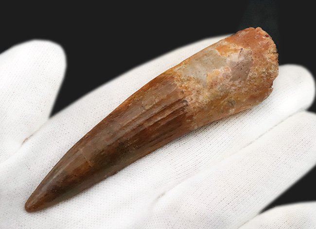 極上品、自然が生み出した芸術!まれに見る保存状態を誇る、非常に美しい、スピノサウルス(Spinosaurus)の歯化石(その4)