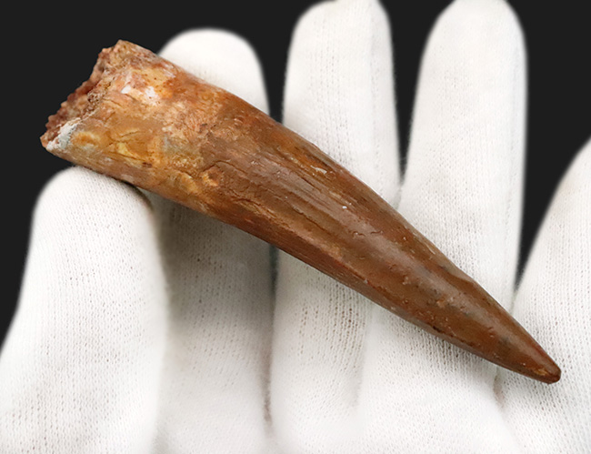 極上品、自然が生み出した芸術!まれに見る保存状態を誇る、非常に美しい、スピノサウルス(Spinosaurus)の歯化石(その5)