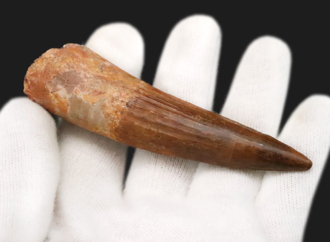 極上品、自然が生み出した芸術!まれに見る保存状態を誇る、非常に美しい、スピノサウルス(Spinosaurus)の歯化石(その7)