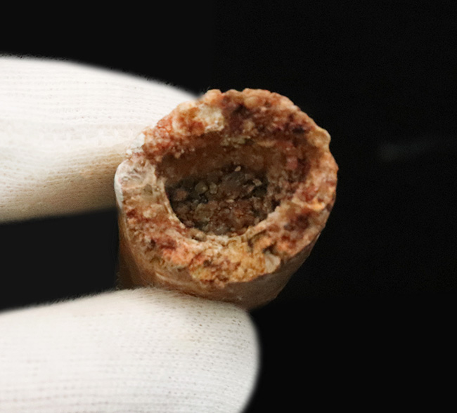 極上品、自然が生み出した芸術!まれに見る保存状態を誇る、非常に美しい、スピノサウルス(Spinosaurus)の歯化石(その9)