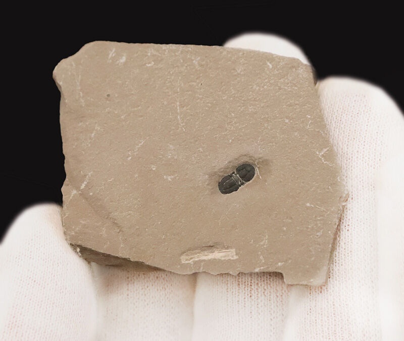カンブリア爆発によって誕生した、無眼の三葉虫ペロノプシス（Peronopsis）の化石（その2）