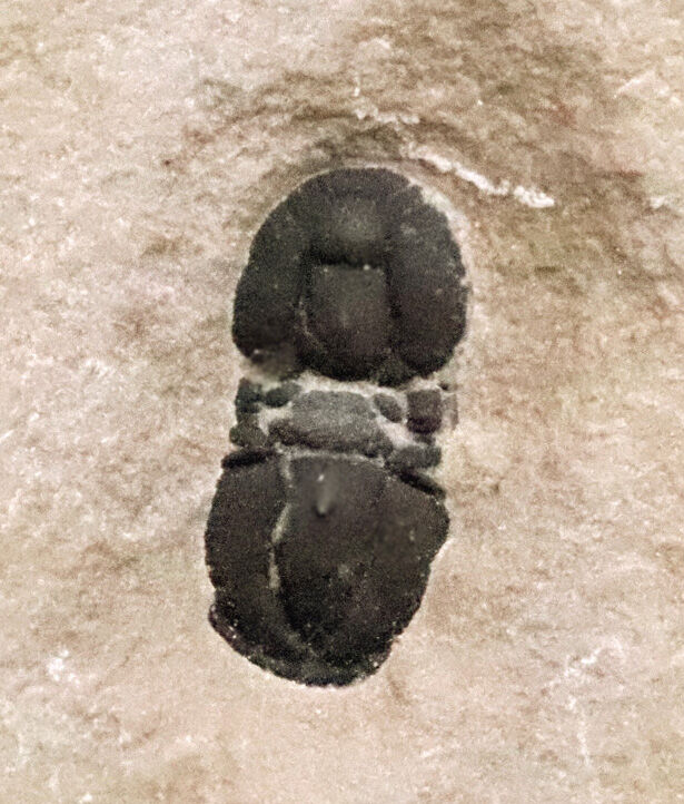 カンブリア爆発によって誕生した、無眼の三葉虫ペロノプシス（Peronopsis）の化石（その3）