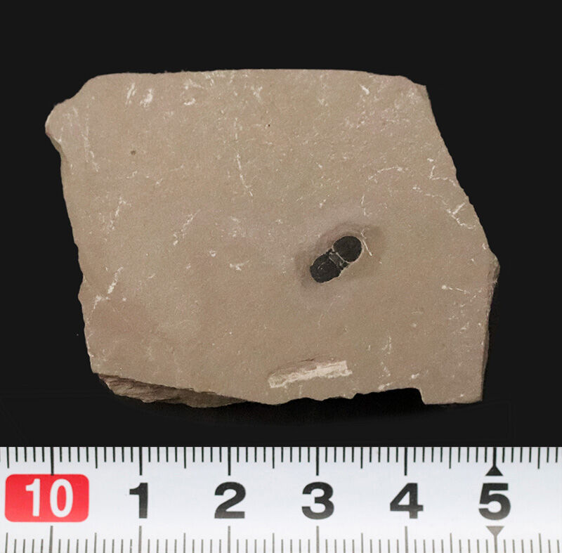 カンブリア爆発によって誕生した、無眼の三葉虫ペロノプシス（Peronopsis）の化石（その6）