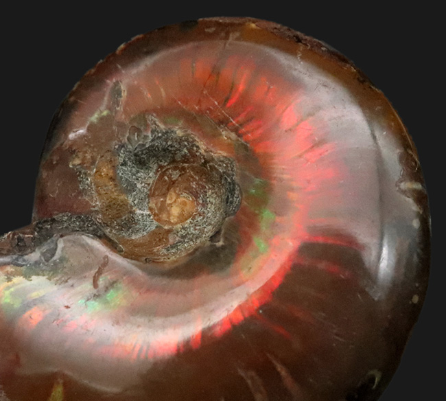 両面遊色！マダガスカルの乾燥した大地から、悠久の時を経て掘り出された美しきアンモナイト、クレオニセラス（Cleoniceras）（その1）