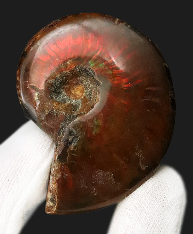 両面遊色！マダガスカルの乾燥した大地から、悠久の時を経て掘り出された美しきアンモナイト、クレオニセラス（Cleoniceras）（その2）