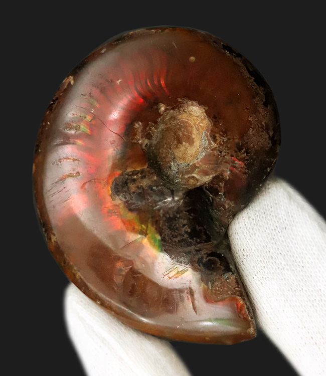 両面遊色！マダガスカルの乾燥した大地から、悠久の時を経て掘り出された美しきアンモナイト、クレオニセラス（Cleoniceras）（その3）