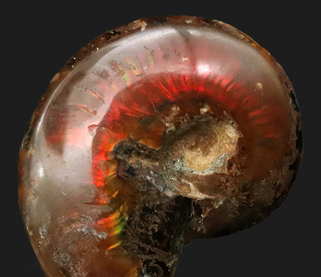 両面遊色！マダガスカルの乾燥した大地から、悠久の時を経て掘り出された美しきアンモナイト、クレオニセラス（Cleoniceras）（その4）