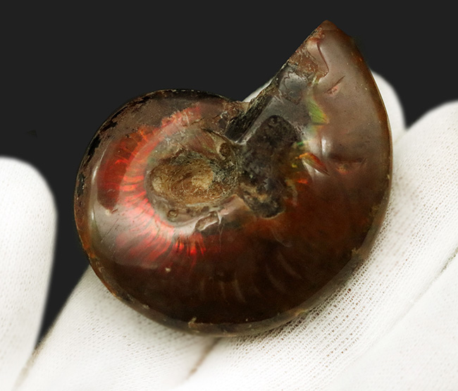 両面遊色！マダガスカルの乾燥した大地から、悠久の時を経て掘り出された美しきアンモナイト、クレオニセラス（Cleoniceras）（その5）