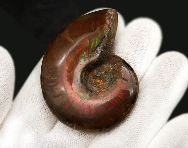 両面遊色！マダガスカルの乾燥した大地から、悠久の時を経て掘り出された美しきアンモナイト、クレオニセラス（Cleoniceras）（その6）