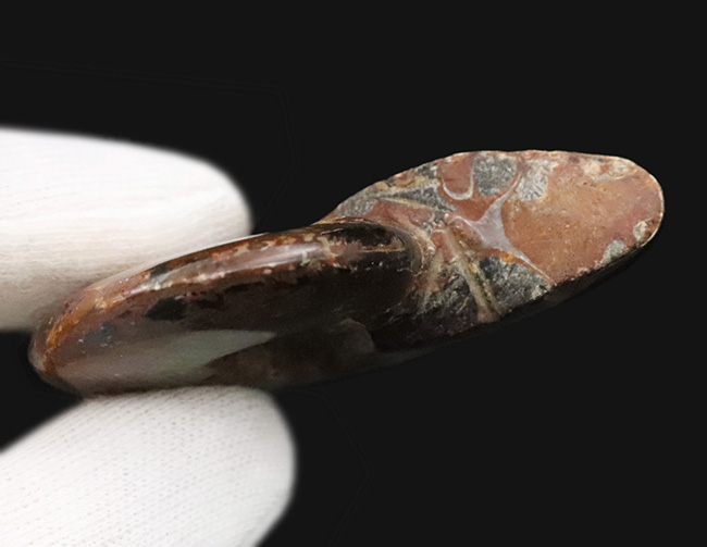 両面遊色！マダガスカルの乾燥した大地から、悠久の時を経て掘り出された美しきアンモナイト、クレオニセラス（Cleoniceras）（その7）