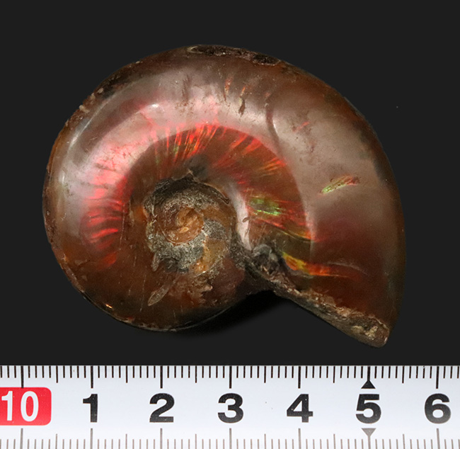 両面遊色！マダガスカルの乾燥した大地から、悠久の時を経て掘り出された美しきアンモナイト、クレオニセラス（Cleoniceras）（その8）