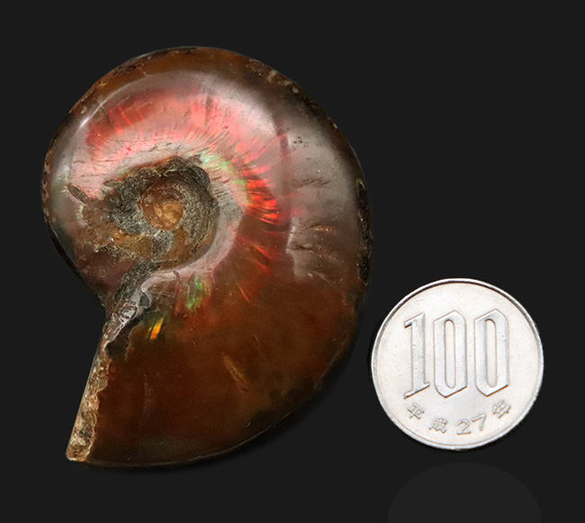 両面遊色！マダガスカルの乾燥した大地から、悠久の時を経て掘り出された美しきアンモナイト、クレオニセラス（Cleoniceras）（その9）